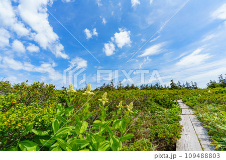 西吾妻山登山　日本百名山の絶景とコバイケイソウ 109488803