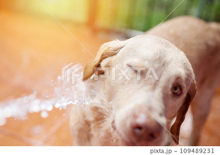 Dog hygiene theme 109489231