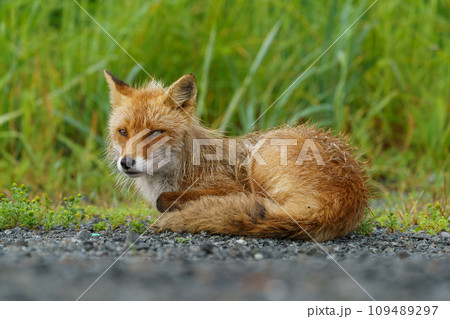 海辺のキタキツネ 北海道のかわいい野生動物 海辺のキタキツネ 北海道のかわいい野生動物 109489297