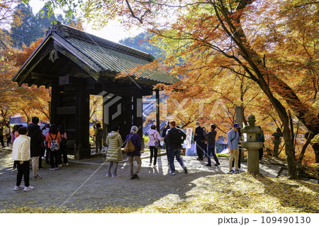 観光客で賑わう紅葉が美しい秋月城跡（福岡県朝倉市） 109490130