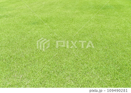 きれいなグリーン一面の芝生 きれいなグリーン一面の芝生 109490281