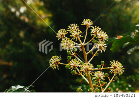 Fatsia japanese flowering perennial plant with green leaves and yellow inflorescences, round flowers on long stems grow in botanical garden, park. Summer rain watering flowers in sunny day Macro flora 109490321