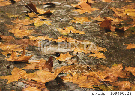 Natural autumn background with yellow, orange fallen maple dry leaves in watek Park, forest in October, November. Leaf after rain on a ground floor. Raining in wood. Heavy rain stormy weather forecast Natural autumn background with yellow, orange fallen maple dry leaves in watek Park, forest in October, November. Leaf after rain on a ground floor. Raining in wood. Heavy rain stormy weather forecast 109490322