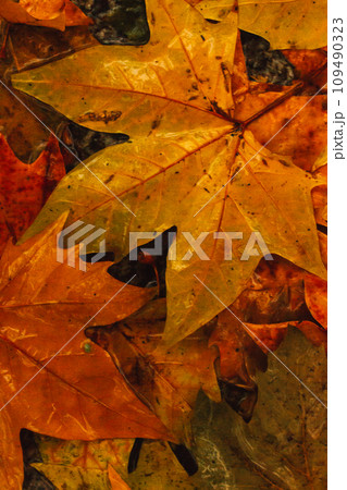 Abstract natural autumn background with bright multicolored yellow, red maple dry leaves top view. Park, forest in October, November. Wet leaf after rain on a ground floor. Raining season in woods. Abstract natural autumn background with bright multicolored yellow, red maple dry leaves top view. Park, forest in October, November. Wet leaf after rain on a ground floor. Raining season in woods. 109490323