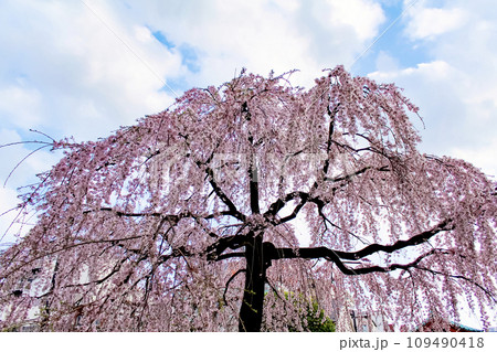 【東京】春の浅草 浅草神社の満開のしだれ桜 【東京】春の浅草 浅草神社の満開のしだれ桜 109490418