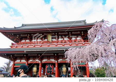 【東京】春の浅草　浅草寺の宝蔵門と満開のしだれ桜 109490420