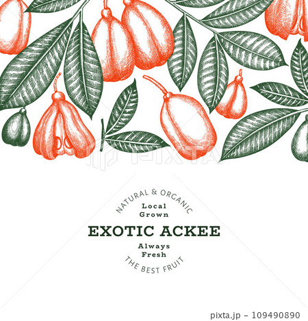 Hand drawn sketch style ackee banner. Organic fresh food vector illustration. Retro exotic fruit design template. Engraved style botanical background. 109490890