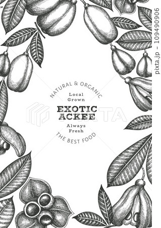 Hand drawn sketch style ackee banner. Organic fresh food vector illustration. Retro exotic fruit design template. Engraved style botanical background. 109490906