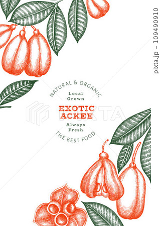 Hand drawn sketch style ackee banner. Organic fresh food vector illustration. Retro exotic fruit design template. Engraved style botanical background. 109490910