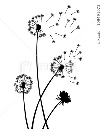 Dandelion wind blow background. Black silhouette with flying dandelion buds on white. Abstract flying blow dandelion seeds. Decorative graphics for printing. Floral scene design 109491073