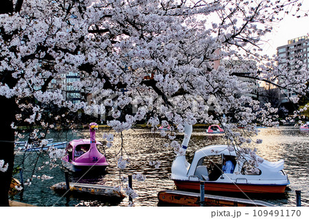 東京】春の上野 夕暮れ時の不忍池のスワンボートと桜の写真素材