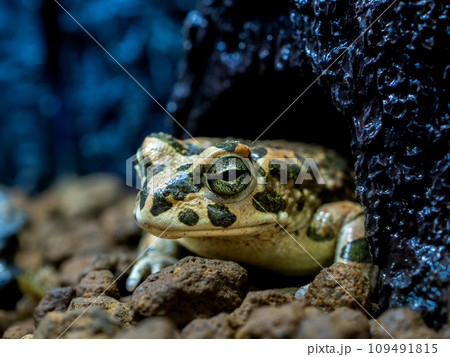 エジプトミドリヒキガエルのクローズアップ 109491815