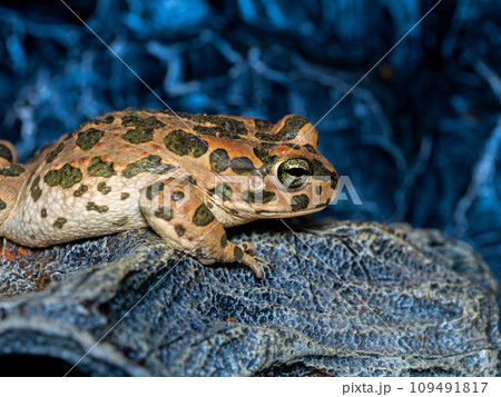 エジプトミドリヒキガエルのクローズアップ 109491817