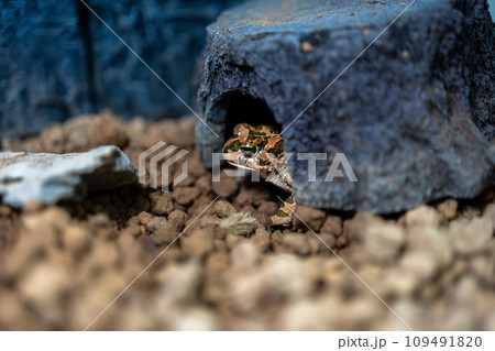 エジプトミドリヒキガエルのクローズアップ 109491820