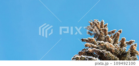 Top of winter snowbound large spruce tree with lot of cones on blue sky background Banner Copy space 109492100