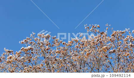 Snowy top trees of young maples with dry seeds on blue sky backdrop in clear winter day. Copy space. 109492114