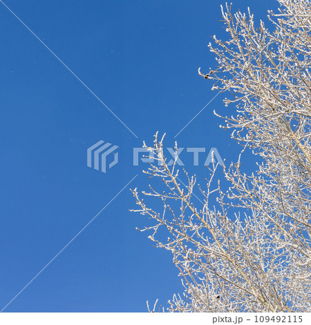 Winter or Christmas card template with snowy poplar tree branches on blue sky background. Copy space Winter or Christmas card template with snowy poplar tree branches on blue sky background. Copy space 109492115