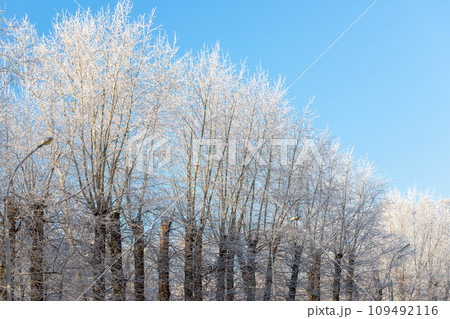 Row of cottonwoods with bare branches completely covered by white rime on blue sky. Winter nature. Row of cottonwoods with bare branches completely covered by white rime on blue sky. Winter nature. 109492116