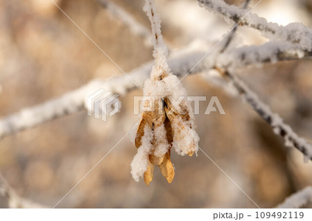 Frozen hanging dry golden seeds of maple tree covered with white fluffy snow close up Nature details Frozen hanging dry golden seeds of maple tree covered with white fluffy snow close up Nature details 109492119