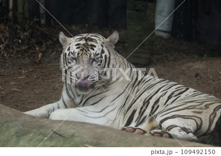 Close up white tiger is sit down and rest on floor Close up white tiger is sit down and rest on floor 109492150