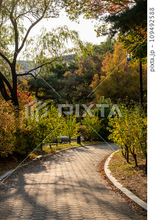 View of Yeouido Park, walkway with colorful leaves tree, autumn foliage. It is a park in Yeongdeungpo District, Seoul, South Korea. View of Yeouido Park, walkway with colorful leaves tree, autumn foliage. It is a park in Yeongdeungpo District, Seoul, South Korea. 109492588