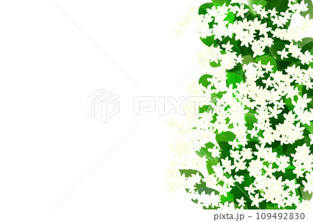 ステファノテス、マダガスカルジャスミンの花のカード2 109492830