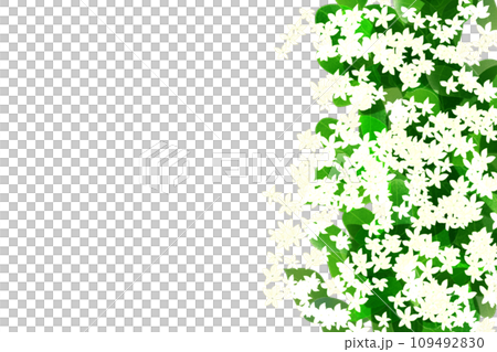 ステファノテス、マダガスカルジャスミンの花のカード2 109492830