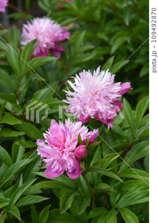 Peony Rosea Plena 109492870