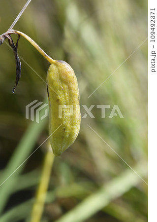Yellow iris 109492871