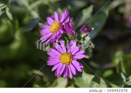 Aster Alice Haslam Aster Alice Haslam 109492876