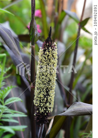 Bulrush millet Bulrush millet 109492891