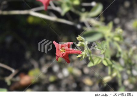 Brazilian red petunia Brazilian red petunia 109492893