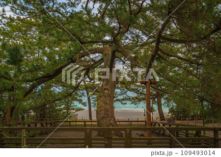 Old Pine Tree of Legends in Shizuoka, Japan Old Pine Tree of Legends in Shizuoka, Japan 109493014