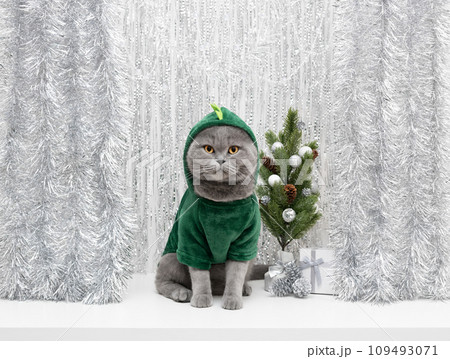 British cat in a dragon costume with Christmas tree and gift on silver background. Funny cat in clothes with festive decorations. Chinese New Year 2024 symbol. Copy space. British cat in a dragon costume with Christmas tree and gift on silver background. Funny cat in clothes with festive decorations. Chinese New Year 2024 symbol. Copy space. 109493071