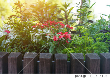Blooming red verbena in a wooden flowerbed among greenery. 109493106