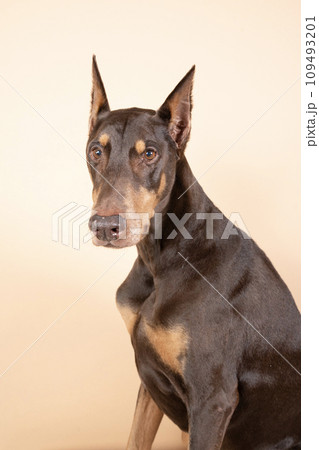 お座りしたドーベルマンのバストアップ 109493201