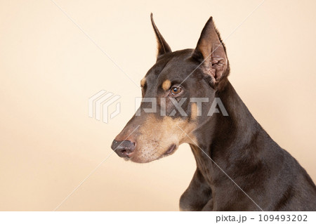 お座りしたドーベルマンのバストアップ 109493202