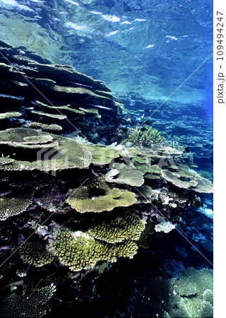 石垣島のサンゴ礁 石垣島のサンゴ礁 109494247