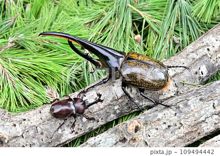 ヘラクレスオオカブト・カブトムシ ヘラクレスオオカブト・カブトムシ 109494442