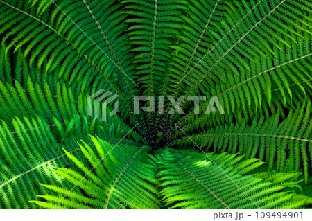 A fern plant with leaves arranged in a circular pattern. 109494901