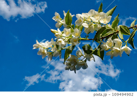 White flowers with yellow centers and green leaves against a blue sky. A branch of a blossoming jasmine bush against a blue sky. Fragrant white flowers. 109494902