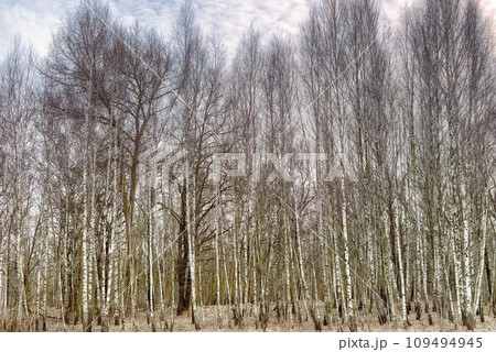 A forest scene with tall, bare-branched trees reaching towards the sky. A forest scene with tall, bare-branched trees reaching towards the sky. 109494945