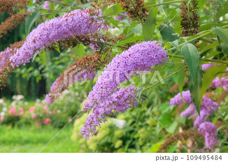 Buddleja bush grows next to residential buildings on the coast. Summer landscapes in journey. Violet blooming flowers. 109495484