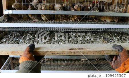 cleaning bird droppings from under a cage with quails, a tray with droppings in the gloved hands of a farm worker in the process of cleaning cages, caring for quails in rural conditions cleaning bird droppings from under a cage with quails, a tray with droppings in the gloved hands of a farm worker in the process of cleaning cages, caring for quails in rural conditions 109495507