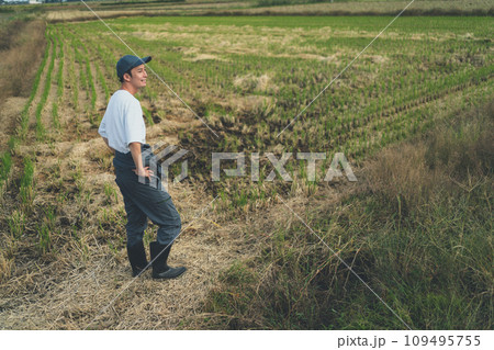 rice farming rice farming 109495755