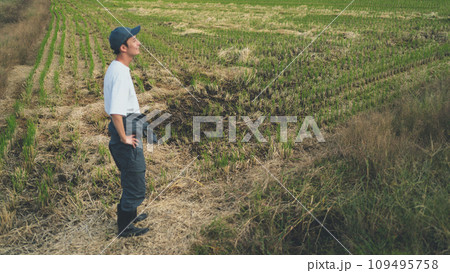 rice farming rice farming 109495758