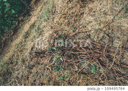 vegetable field 109495764