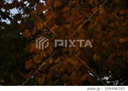 Yellow and red autumn leaves on trees on a sunny day. Beautiful leaves on autumn trees. 109496283
