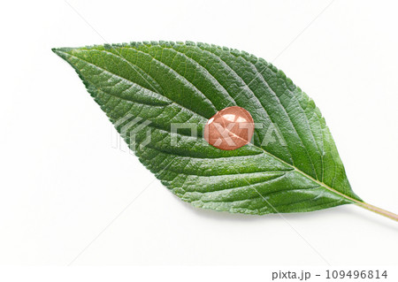 macro shiny green leaf with transparent drop isolated In peach color of the year 2024 macro shiny green leaf with transparent drop isolated In peach color of the year 2024 109496814