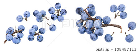 Fresh blackthorn berries with twig, prunus spinosa isolated on white background. Top view. Flat lay Fresh blackthorn berries with twig, prunus spinosa isolated on white background. Top view. Flat lay 109497113